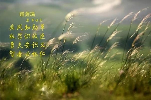 花花牛 | 疾風來臨，你是不是勁草？